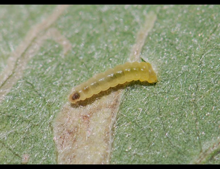 The larval stage of a willow leafblotch miner begins to feed on a willow leaf. Photo by Diane Wagner.