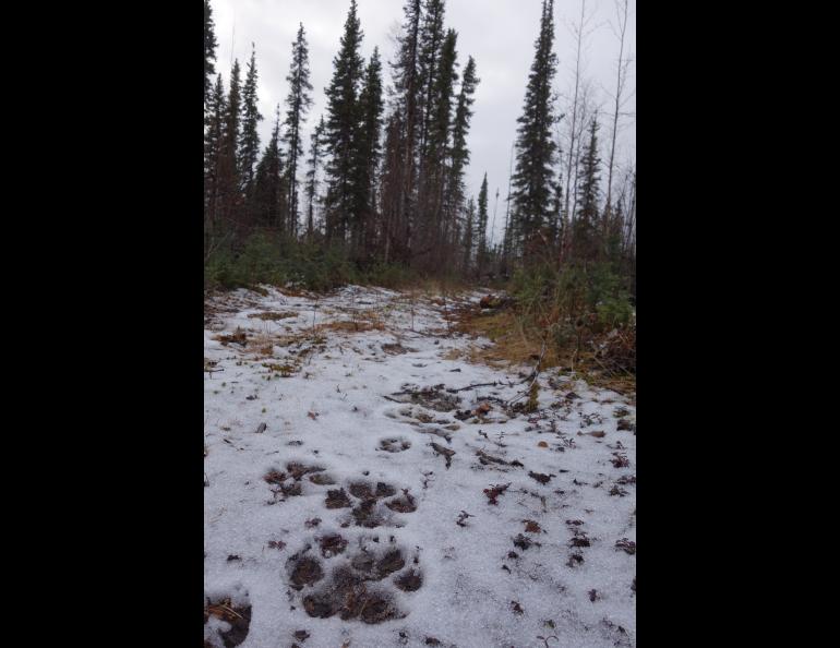 Tracks of wolves on a hillside near the Tolovana River. Photo by Ned Rozell.