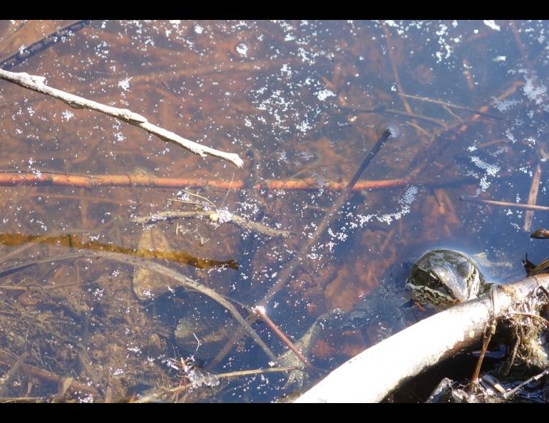 A wood frog, the only amphibian to live near the Arctic Circle, sees visitors walk past a ridgetop tundra pond. Photo by Ned Rozell.