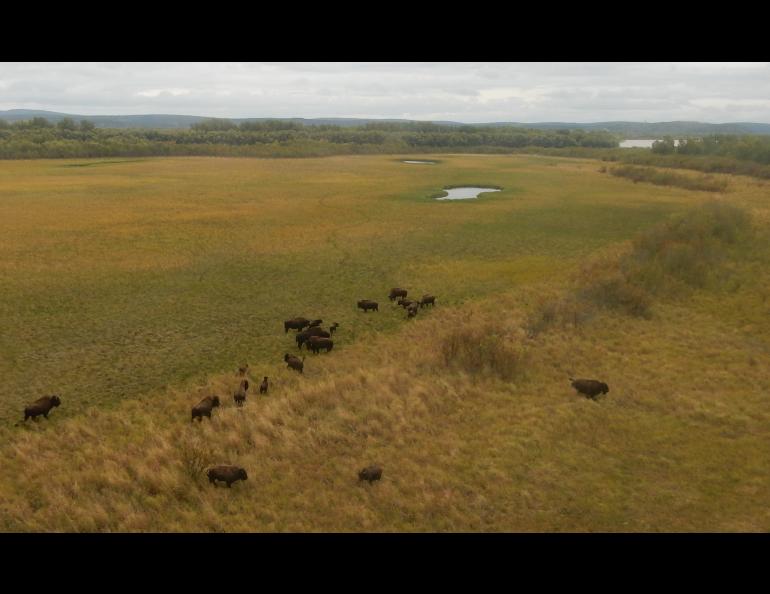 Wood bison near the Innoko River in western Alaska. Photo by Tom Seaton.