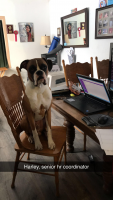 Harley helps Ariel Traxler get through the work day.