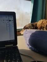Cassandra Ellis' dog Jazzper finds working at home exhausting and takes short breaks napping in the sun.