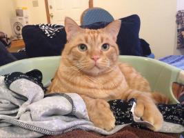 Bigfoot weighs sixteen pounds and is polydactyl, meaning he has extra toes on his paws. Bigfoot has 22 toes instead of the normal 18. You can see his front paw mittens as he sits in Cathy Cahill's clean, warm laundry.