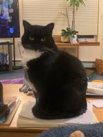 Miri’s nickname is ‘Scarf' because she likes to be wrapped around your neck. When they get bored or want your attention, both of Cathy Cahill’s cats open cupboards and drawers.