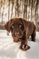 This little guy is a new edition to the Colby Wright GI family. His name is Samson, and he is an eight-week-old chocolate lab. He loves the snow and naps right now, and he loves to play with his little stuffed animals. He is going to be a big boy soon enough!