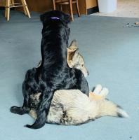 Freya is the black dog (lab mix) and Mazie is the grey dog (elkhound mix). Colleen Morey says the caption is Giddyup!