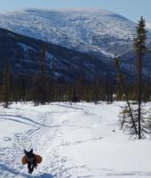 Ned Rozell's dog Cora has walked across Alaska. Last week, she walked to a cabin with Ned.