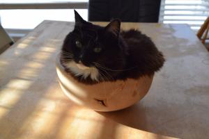 Craig Stephenson's cat Korra disguising herself as fruit to the best of her ability.