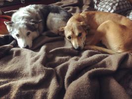 Fritz Freudenberger's dogs Wynnie, left, and Ruth, making their best puppy eyes as they hope for food and pets. 