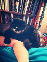 Vader, who owns Hannah Foss, back when he was adopted from the rescue, in all his too-many-toes style.