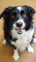 Norah is Jami Warrick's smart and sweet pup.