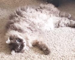Pearly is a fluffy ball of attitude, Jami Warrick says.