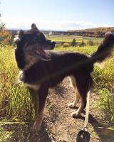 Kelly Eagan's dog Ivy soaks up some bright sunshine on West Ridge.