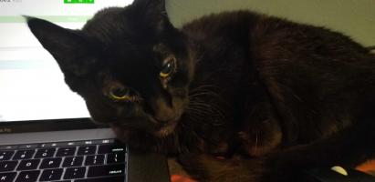 Midnight, supervising Kevin Galloway while working from home.