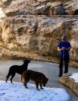Black=Minniq, 13 years old, from Galena. Brown=Abe, 4 years old, Australian Shepard bred in North Pole. Good buddies. Abe is wacked out, says Matt Sturm.