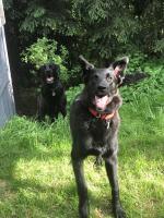 Two of Amy Jacob's four dogs, Mickey and Rosie. Can you guess which one is Mickey?