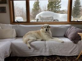 This is Mir, the only puppy to survive from her litter of four. She is sweet most of the time and loves her family (David Newman, Uma Bhatt and our son Tilahun) but she is a fierce watch dog (part Akita and part Anatolian Shepard). She has a loud bark and I think our neighbors are ready to kill us since she spends much time outside when we are teaching during this stay-at-home period. Mir means peace in Russian but her voice is not too peaceful!