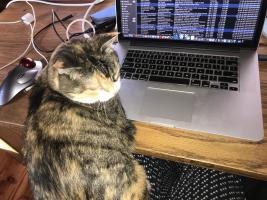 Don Hampton's Stella makes sure that any Zoom meeting is run efficiently, and ends with a good brushing with the stiff brush.