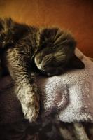 Miss Milli is a failed foster. That means LJ Evans thought this was a temporary arrangement, just for a couple of months while Milli was finding a new home. That was in May 2018! 