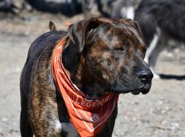 Jacob Pratt's Timber is a two year old mastiff/lab mix (best guess) and Jacob is a masters student in the Sea Ice group. 