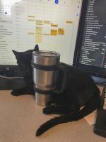 Lynda McGilvary's Newt keeps her coffee nice and warm while she works at home.