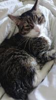 Lucky was Samantha Wiser’s little dude and best friend. He always made her laugh or provided cuddles when she needed them most. He fetched his mouse across the rainbow bridge on the afternoon of May 1st, but he will always be a pet of the GI.