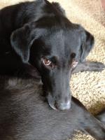 Vicki Daniels finally remembered to send a pic of her sweet Lucy. 