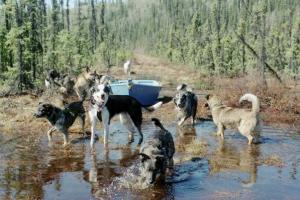Dogs from Camp K9 Kin operated by Arna Dan Isacsson - a foster home where dogs matter in and of themselves. Being active together is how we stay harmonious.