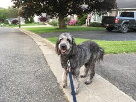Ashley Fischer's Lucy.