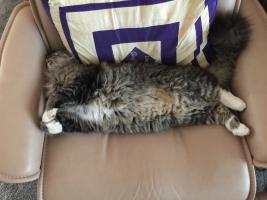 Bucky is an excellent sleeper. He allows Cheryl Petersen to open the door for him and his co-cat.