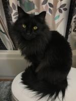 Rudy is very helpful in any room. He shares a house with Cheryl Petersen, some guy and another cat.