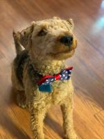 Pepper Schoening, also known as Bitey McBiteface, is the utterly spoiled and beloved dog of Lori Schoening’s daughter, Maya. Pepper enjoys long walks, hoarding all the dog toys, and wooing people with her adorableness before snapping at them.