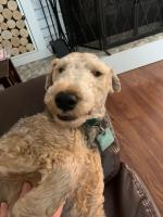 Felix Schoening, AKA “FeFe,” “Fe The Cuteness” and “Iron Dog,” is the dear noisy companion of Lori Schoening’s son, Jared. FeFe’s hobbies are snuggling his humans and barking at cars, walkers, other dogs, birds, windblown leaves and empty space. He likes walks, too.