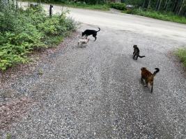 Bob McCoy's herd on the way to get the mail.