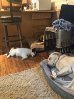 Laura Connor recently got a puppy, Frank, and he is good buddies with our other dogs, Hannah and Bella.