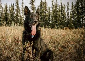 Nicole Houseweart's Jerry is an 8 year old German Shepherd who loves to talk and throws his own tennis ball.