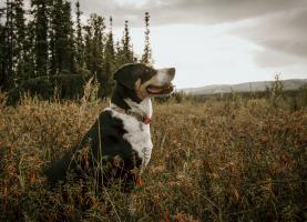 Nicole Houseweart's Tela is an 8 year old Greater Swiss Mountain Dog mix who lives for food and naps.
