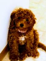 Debbie Ice's goldendoodle, Shasta, hails all the way from Alabama. She's still small and resembles a teddy bear now, but once full grown, she'll likely weigh in at around 20 lbs!