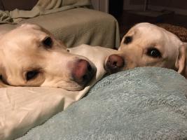 Jebediah (Jeb - left) and Evengelica (Eve), Brian Dixon’s two best companions. Both are English Yellow Labrador Retrievers born in Chugiak, Alaska, but they have been all over the continent since then.