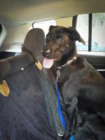 Bubbles is a year-old lab. He likes to look out the back window on car rides and loves to cuddle with grad student Valerie Wasser. 