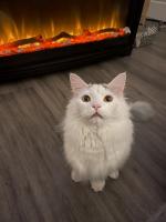 Here is Ariel Traxler's best buddy, Ringo (named after Ringo Starr).