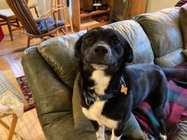 Research Professor Emeritus Roman Motyka's buddy Darby on the couch.