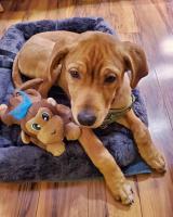 JR's new puppy Bumi with his monkey before the monkey got a buzz cut.