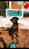 Suka is a female lab/pointer mix who is living her best life with the Gillespie family. She was adopted in February 2022 from the Fairbanks shelter and found her furever home with her new pawrents, Dillon and Marine. 