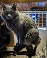 Bree Thompson's kitty cat Leo practicing his gymnastics. 