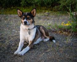 Woody is an Alaskan husky and skijor partner of GI research associate Eric Petersen. He also enjoys a good canoe ride when the weather is nice.