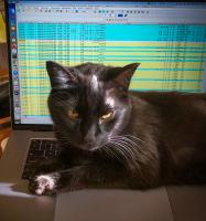 Nugget is doing his cat duty in preventing Scott Stihler from actually getting any work done. Well done, Nugget!