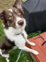 Joshua Jones would like to introduce Seve Agilisteros the border collie. 