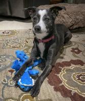 This is Doreen Hayward's foster fail Kiva (also known as Kiva Diva, Boo-Boo, Old Goat). She recently turned 12 years old, but sure doesn't act like it. We aren't totally sure of all the breeds that make up our sweet Kiva, but she is part Rat Terrier, Chihuahua, and possibly Miniature Greyhound. We adopted Kiva from the Fairbanks North Star Borough Animal Shelter in April 2022. We continue to foster other dogs and Kiva makes sure newcomers have the socialization they crave. Remember, adopt, don't shop!