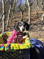Rita Murphy, accounting coordinator in the GI Business office, bundles her dachshund Kassee up against the cold.